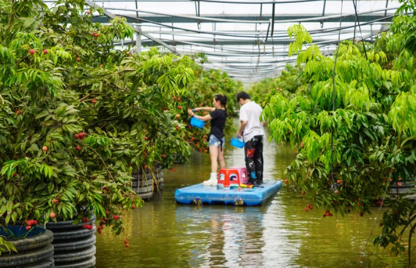 股票配资平台配资网 沪上荔枝红！首届开太水上荔枝采摘节启幕